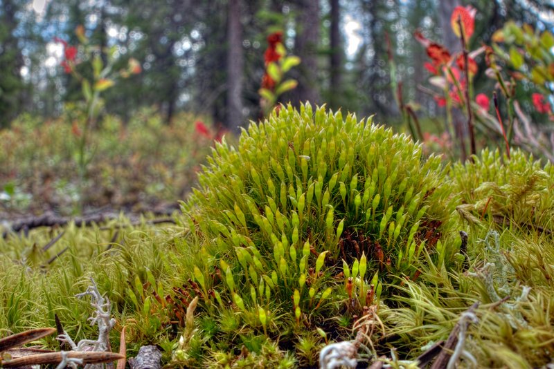 Toothedleaf Nitrogen Moss