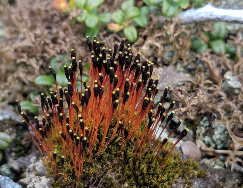 Entireleaf Nitrogen Moss