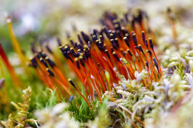 Entireleaf Nitrogen Moss photo 2