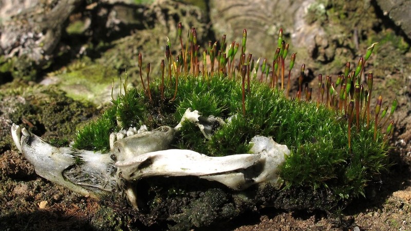 Entireleaf Nitrogen Moss photo 4