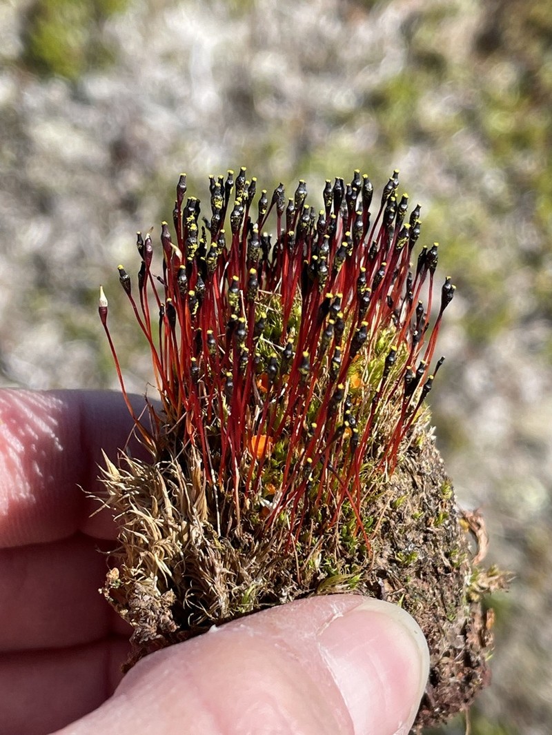 Entireleaf Nitrogen Moss photo 5