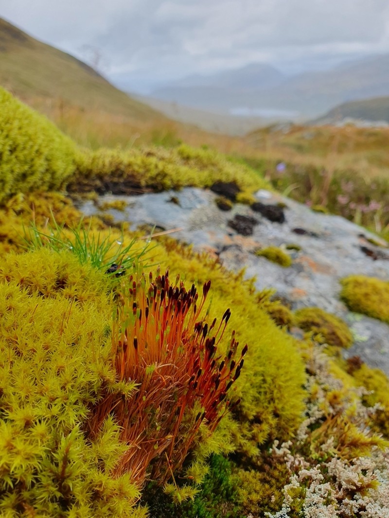 Entireleaf Nitrogen Moss photo 6