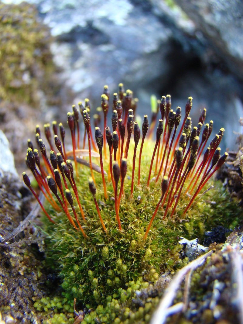Entireleaf Nitrogen Moss photo 7