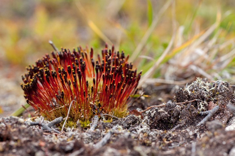 Entireleaf Nitrogen Moss photo 8