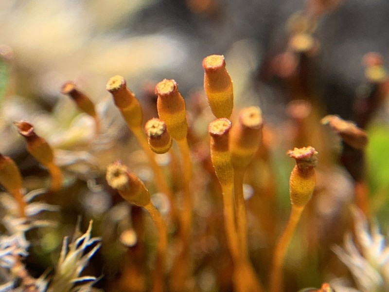 Pale Nitrogen Moss photo 3
