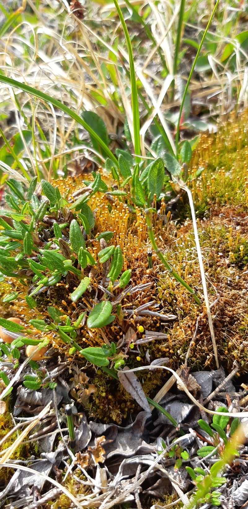Pale Nitrogen Moss photo 5