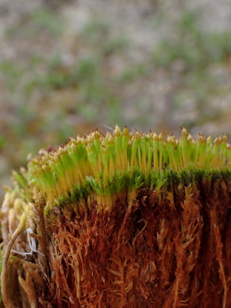 Pale Nitrogen Moss photo 6