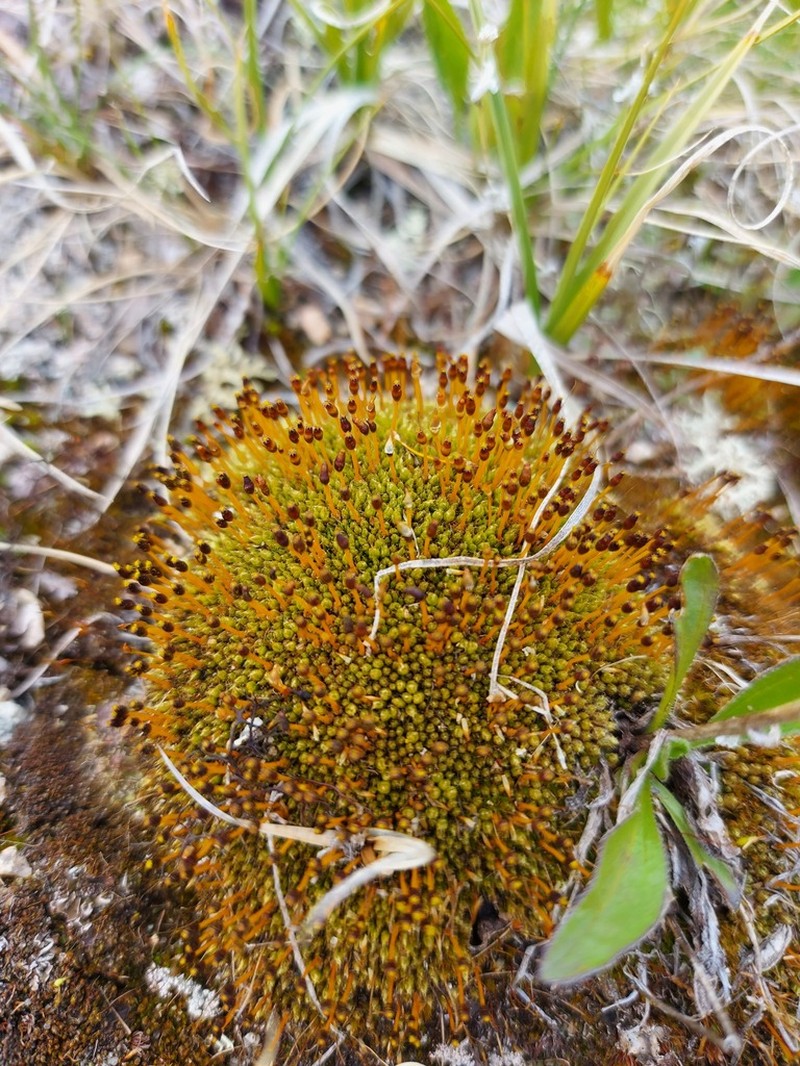 Urceolate Nitrogen Moss