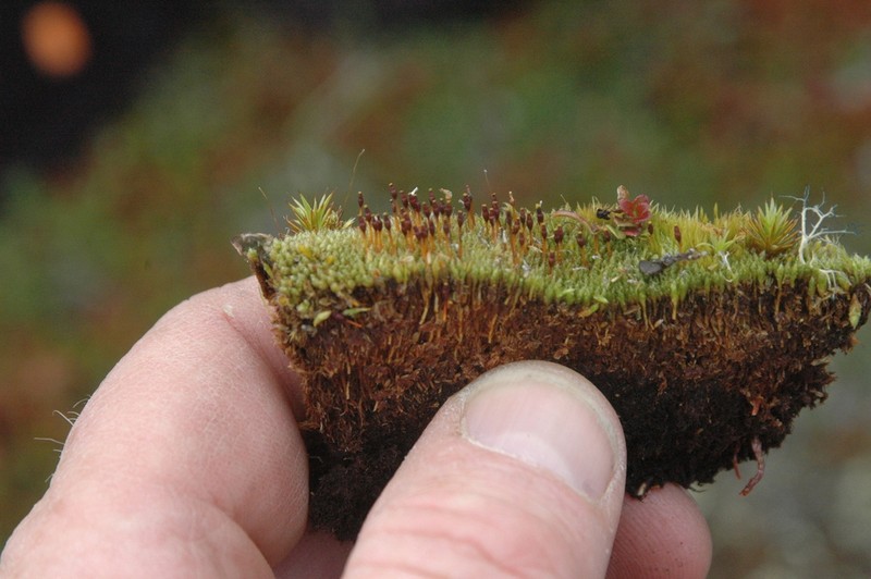 Urceolate Nitrogen Moss photo 3