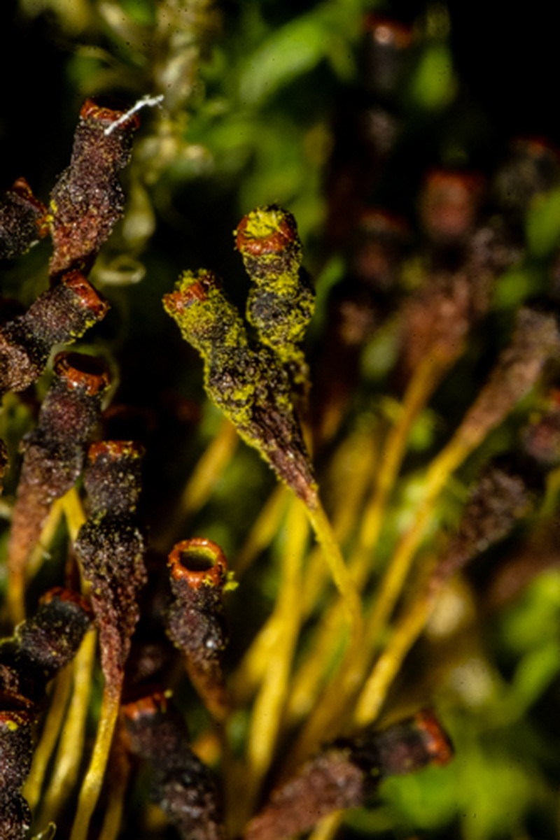 Urceolate Nitrogen Moss photo 4