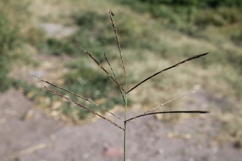 Buryseed Umbrellagrass