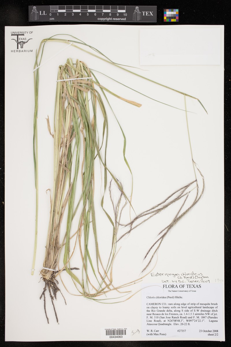 Buryseed Umbrellagrass photo 3