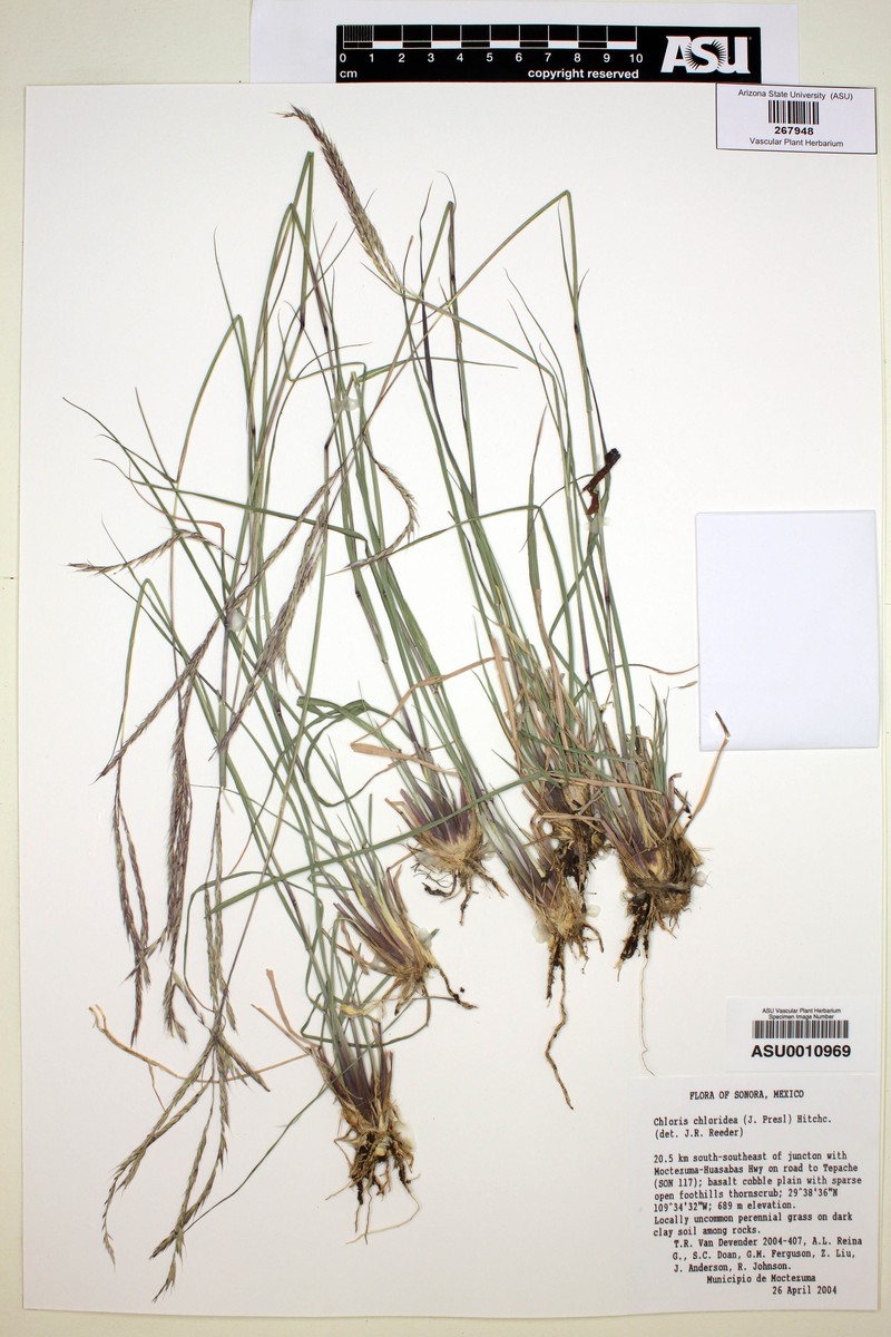 Buryseed Umbrellagrass photo 4