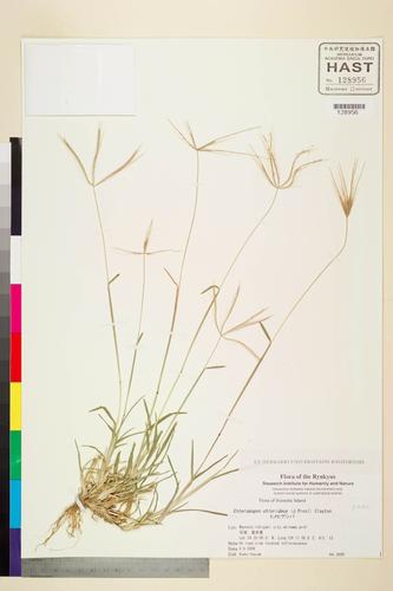 Buryseed Umbrellagrass photo 5