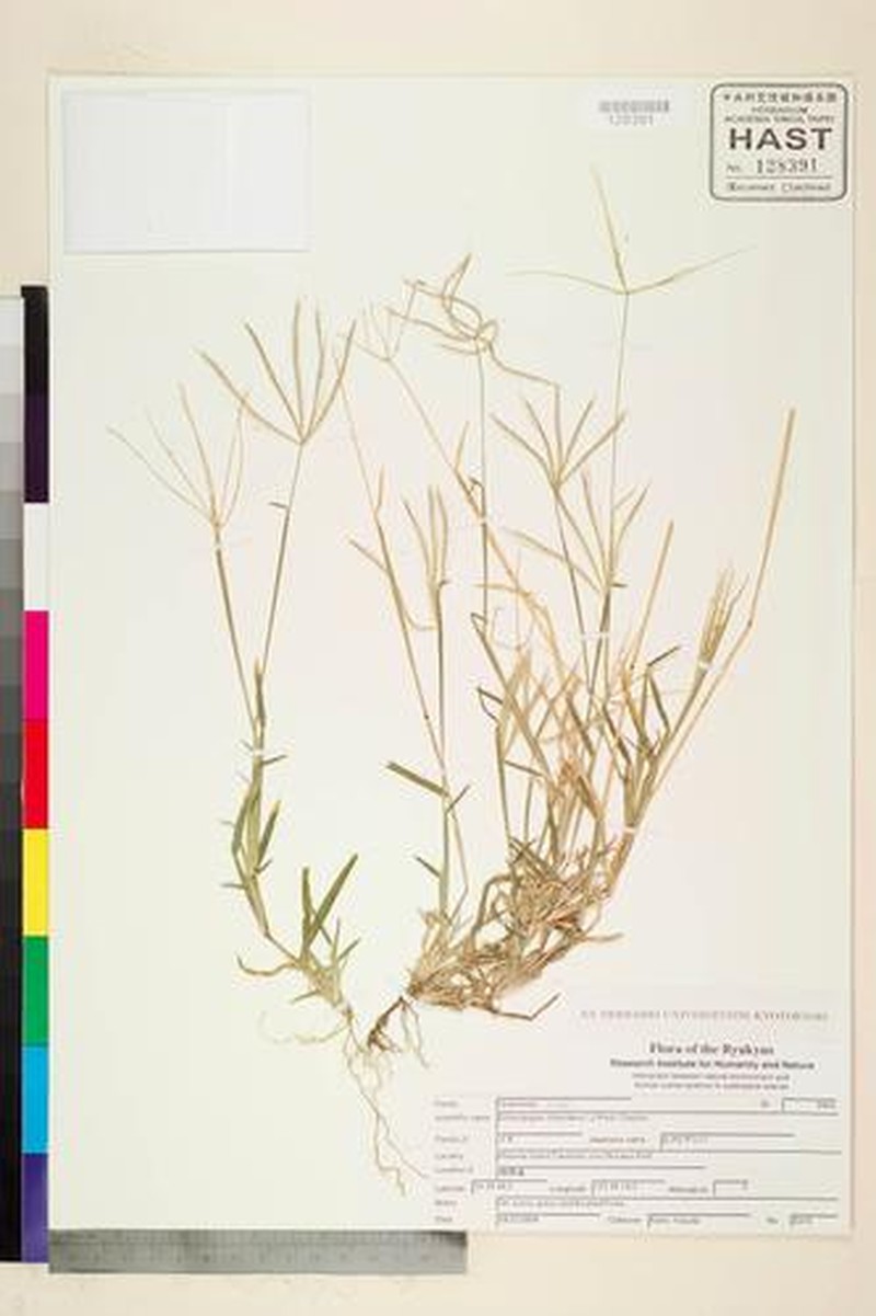 Buryseed Umbrellagrass photo 6