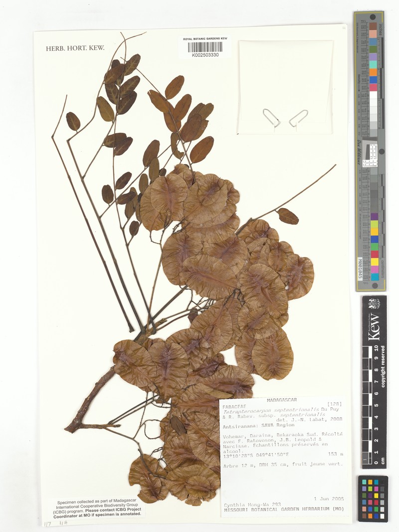 Tetrapterocarpon septentrionale subsp. septentrionale