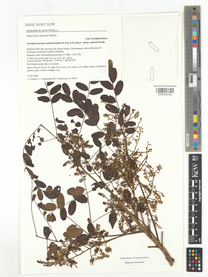 Tetrapterocarpon septentrionale subsp. septentrionale photo 2