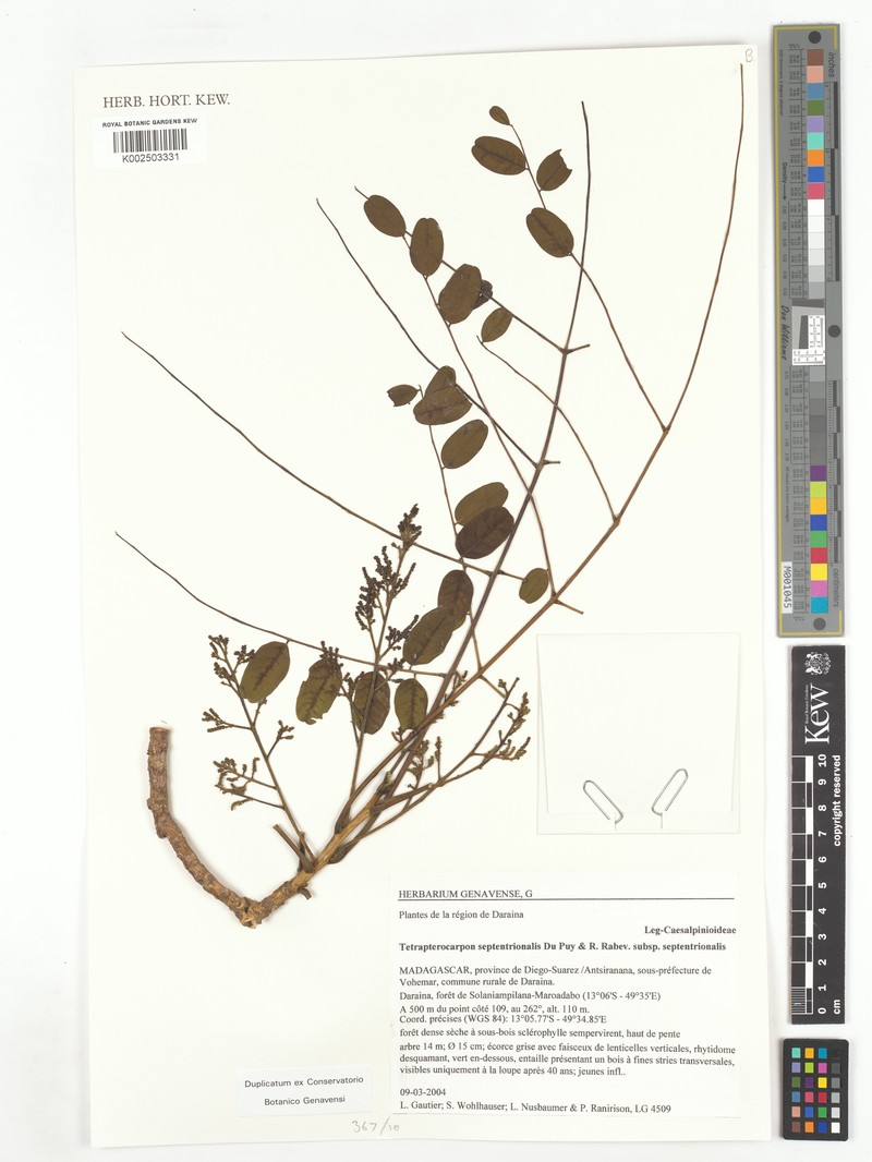 Tetrapterocarpon septentrionale subsp. septentrionale photo 3