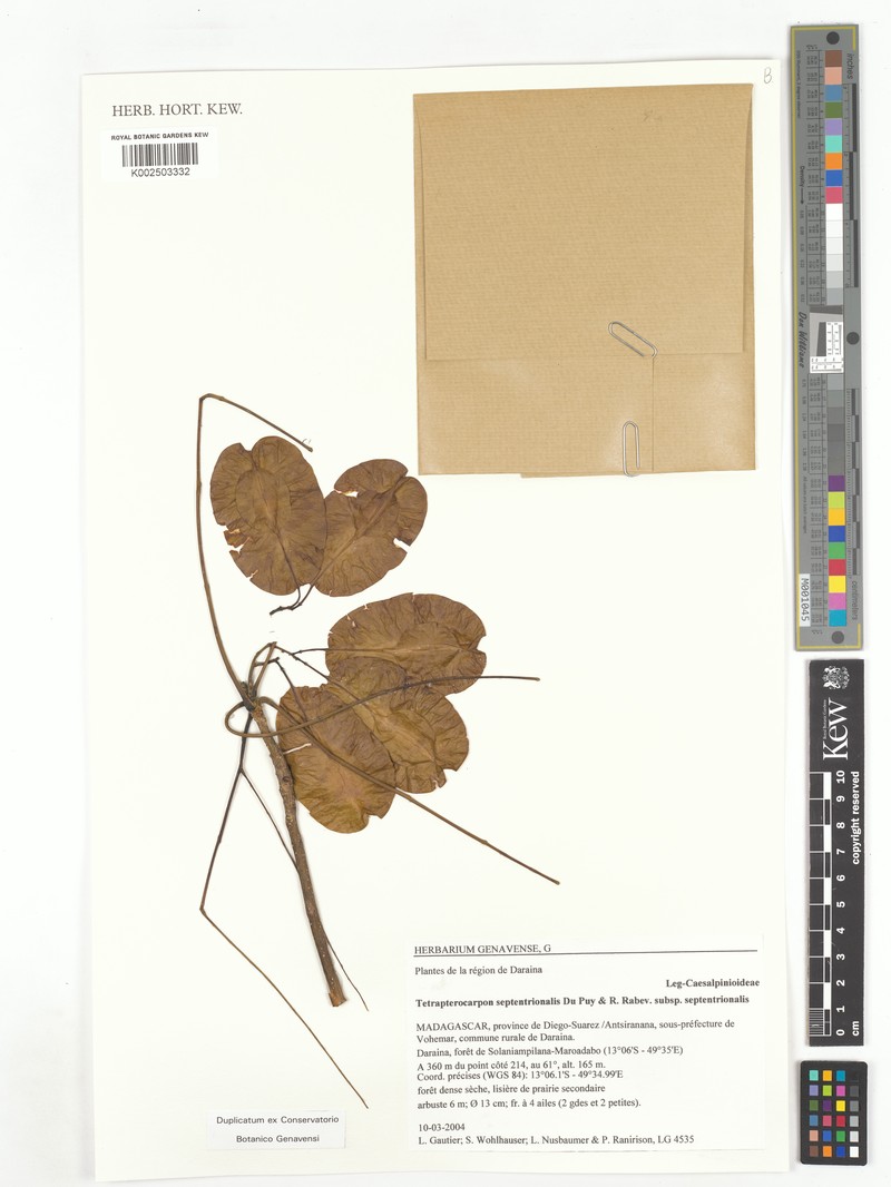 Tetrapterocarpon septentrionale subsp. septentrionale photo 4