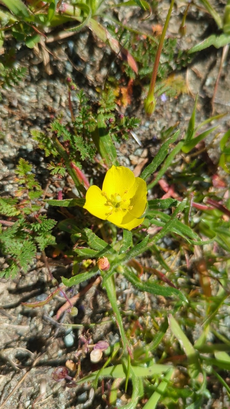 Hill Suncup photo 5