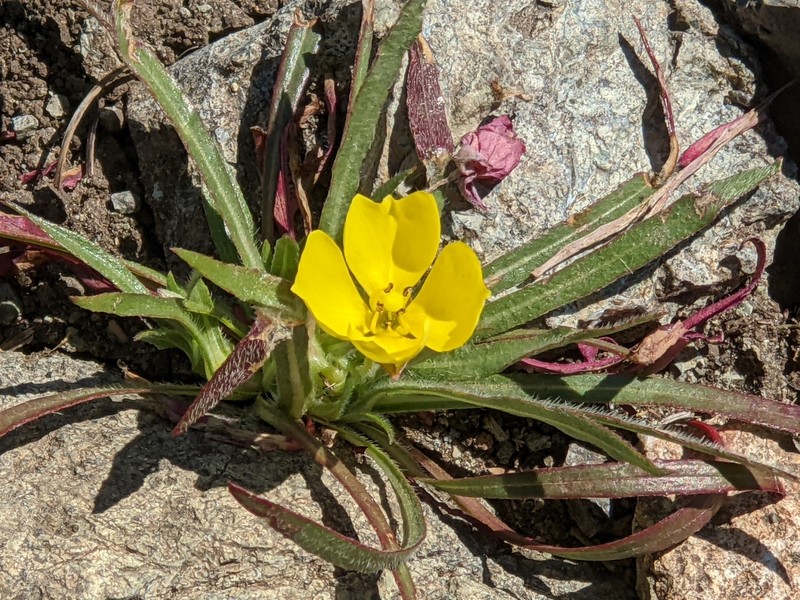 Hill Suncup