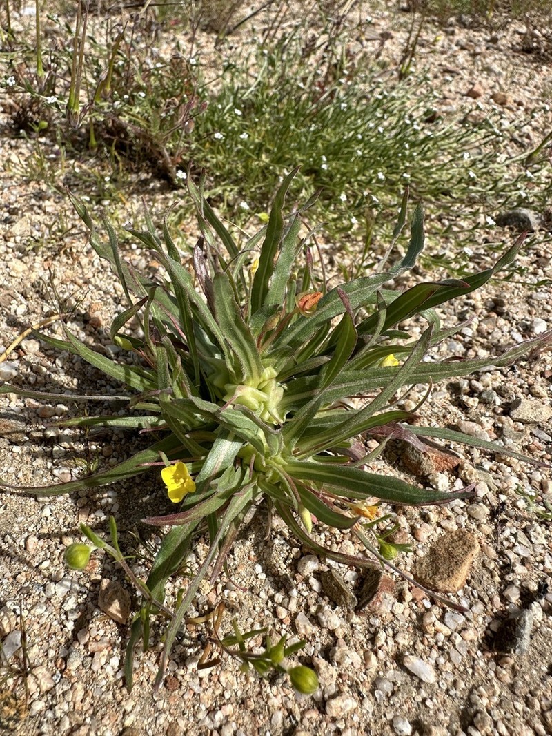 Palmer Evening Primrose