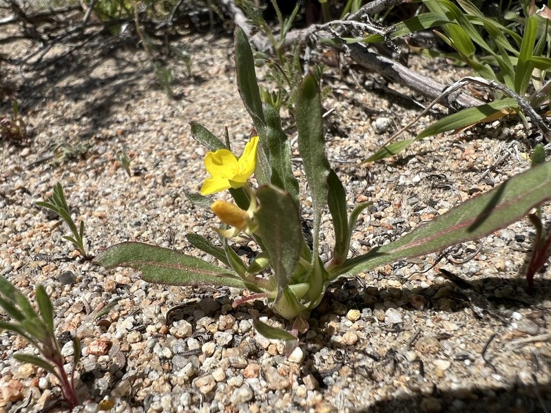 Palmer Evening Primrose photo 2