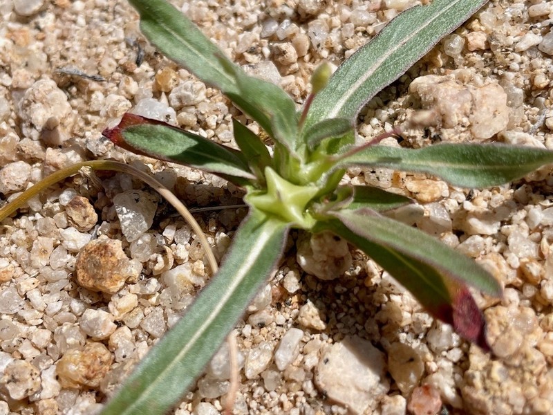 Palmer Evening Primrose photo 3