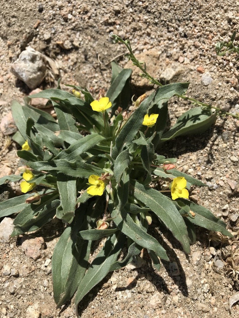 Palmer Evening Primrose photo 4