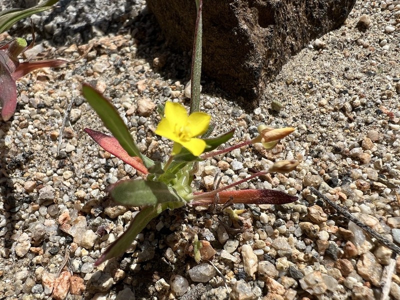 Palmer Evening Primrose photo 5