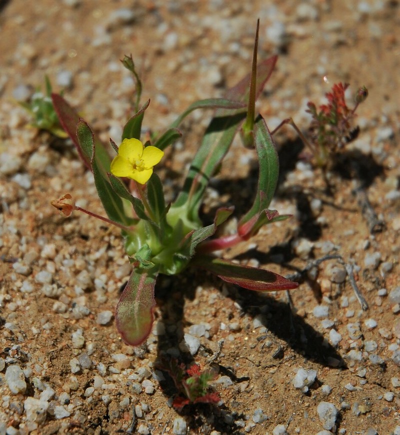 Palmer Evening Primrose photo 6