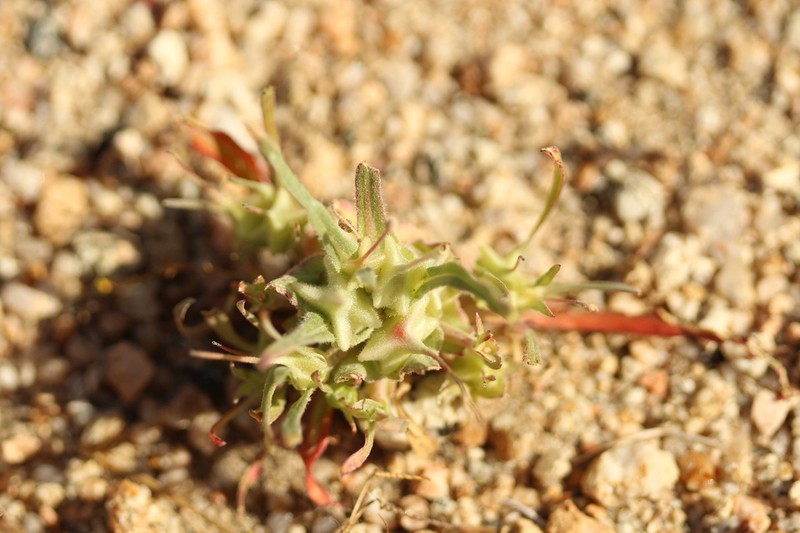 Palmer Evening Primrose photo 7