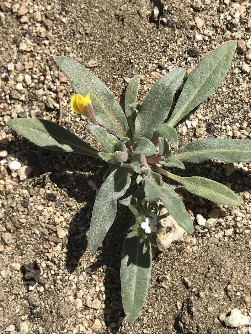 Palmer Evening Primrose photo 8