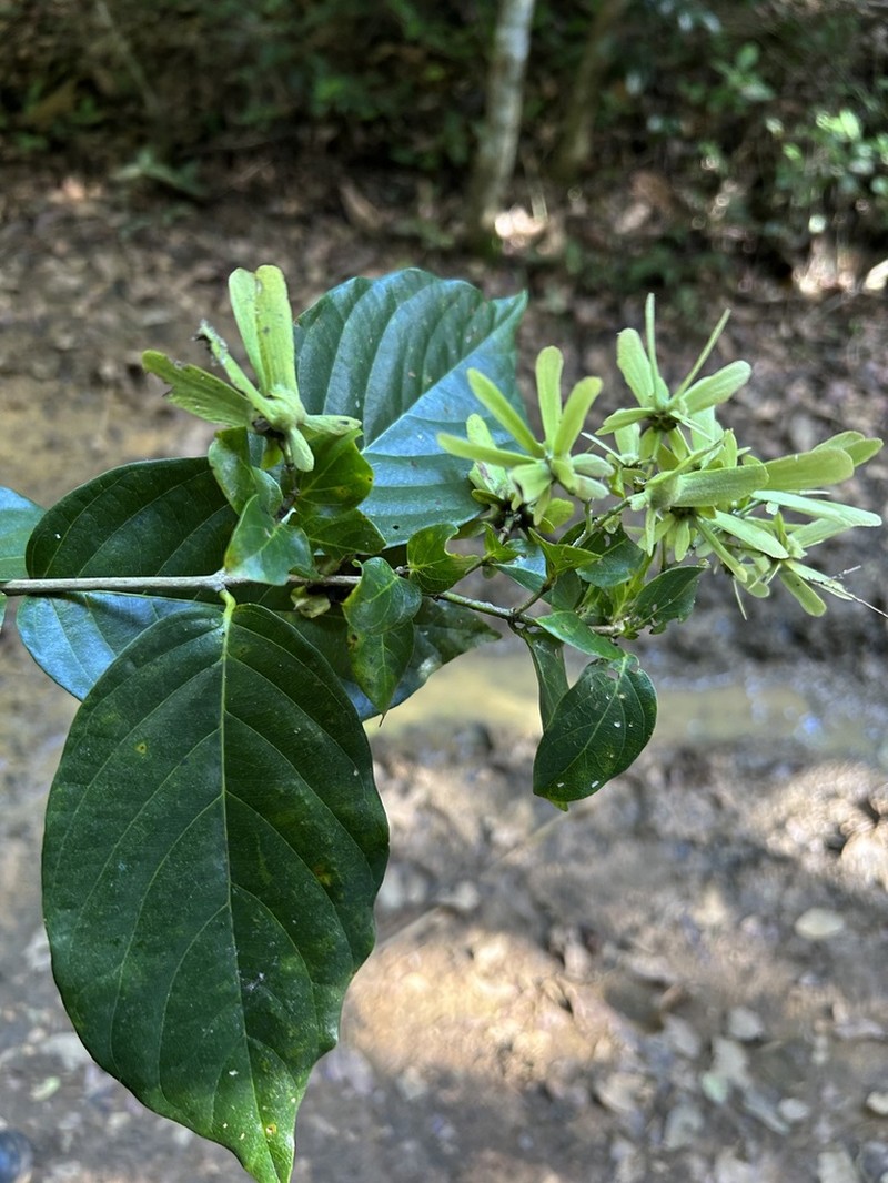 Bejuco De Sopla