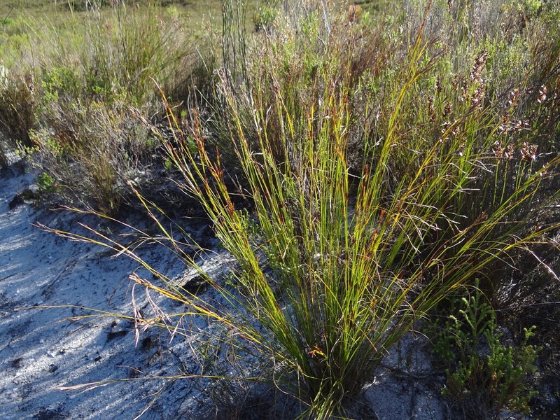 Tetraria cernua