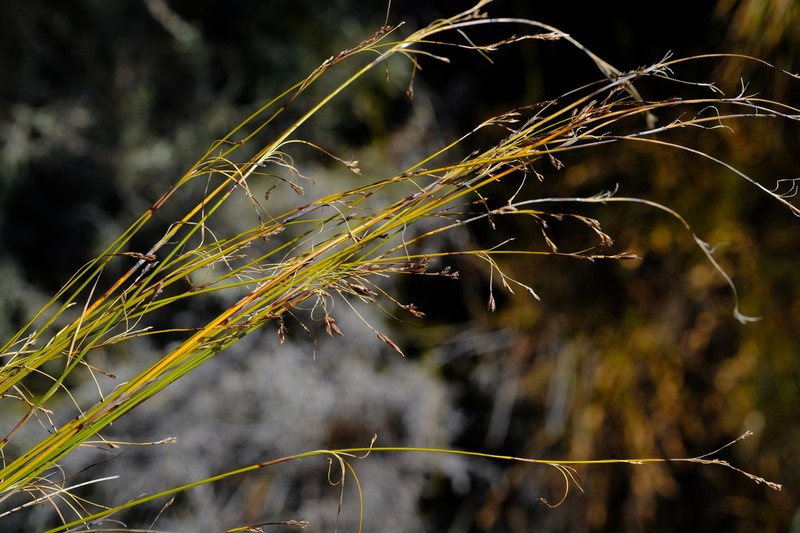 Tetraria cernua photo 3