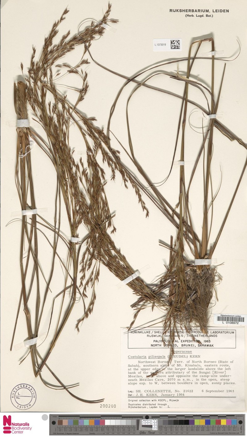 Tetraria pilisepala