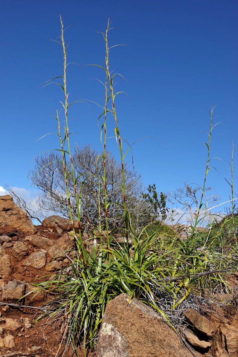 Tetraria raynaliana