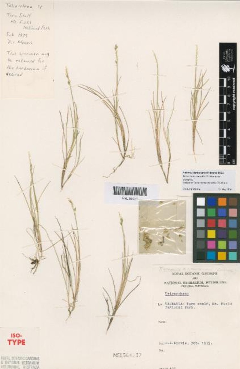 Tetrarrhena oreophila var. oreophila