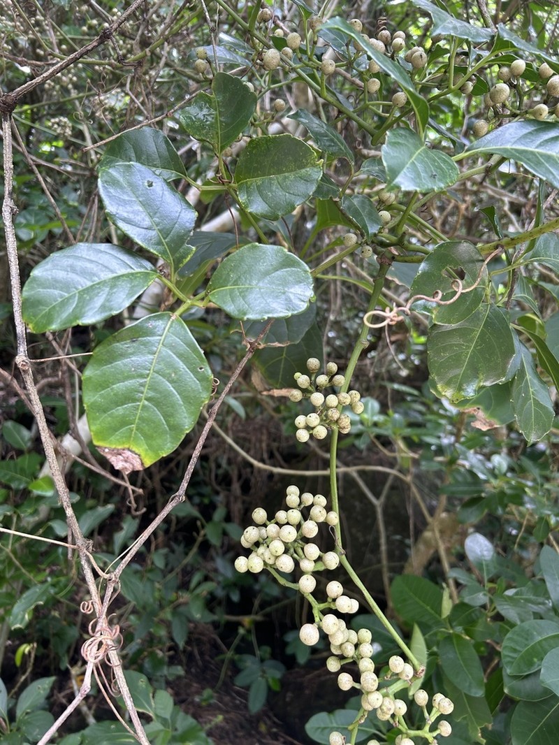 Tetrastigma lanyuense