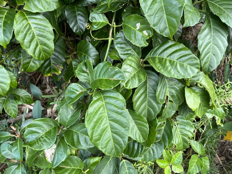 Tetrastigma lanyuense photo 2