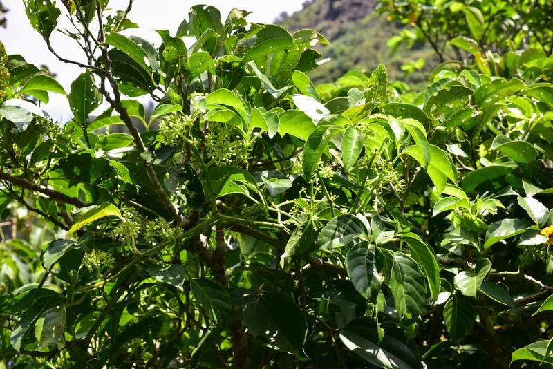 Tetrastigma lanyuense photo 3