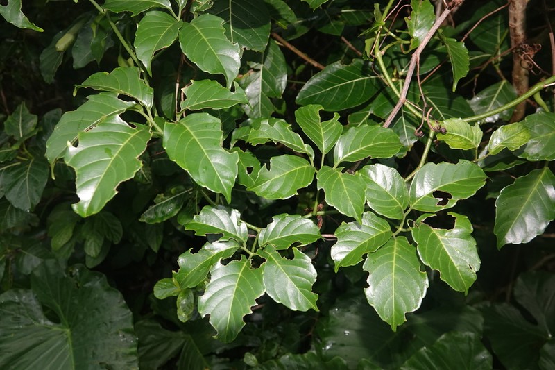 Tetrastigma lanyuense photo 4