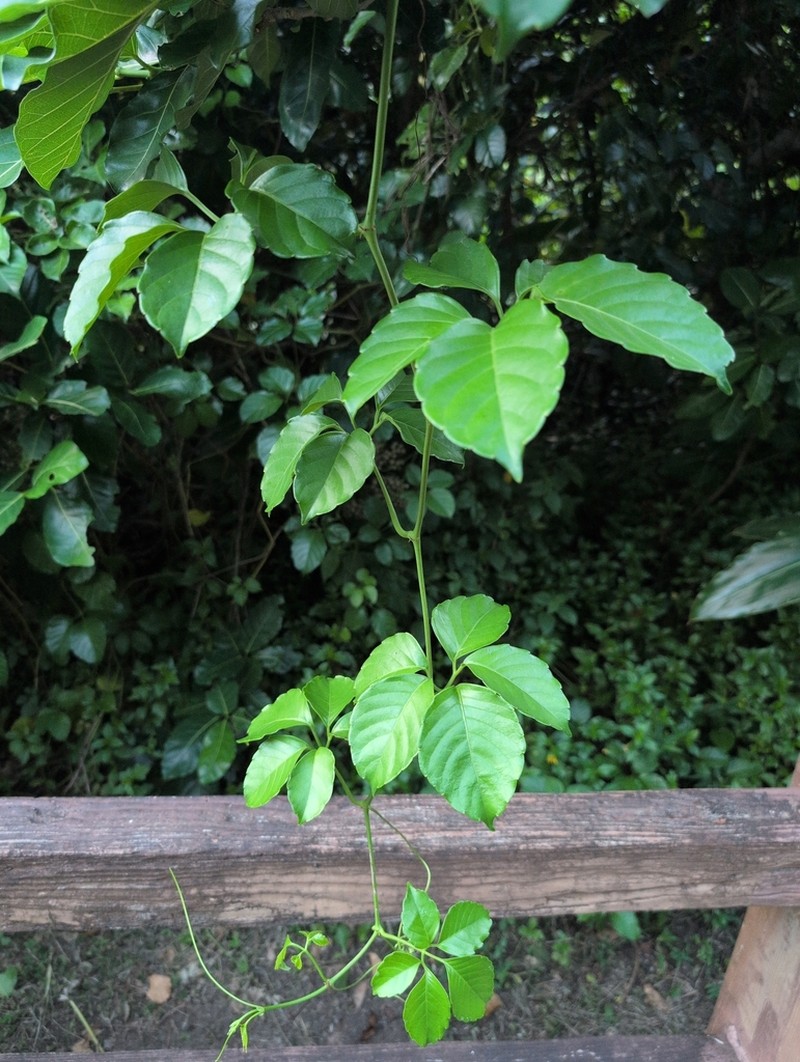 Tetrastigma lanyuense photo 5