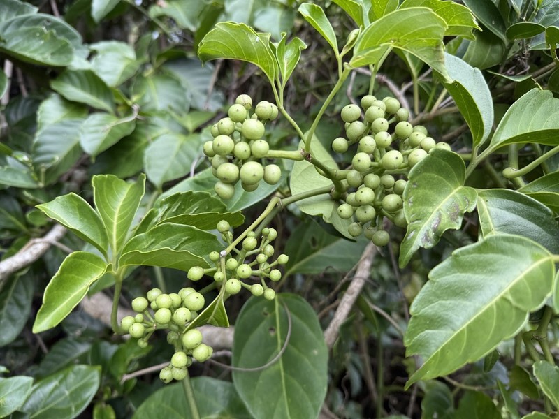 Tetrastigma lanyuense photo 6