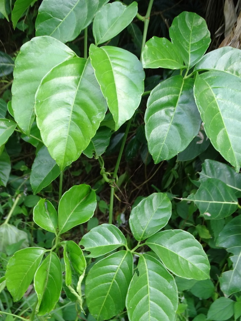 Tetrastigma lanyuense photo 7