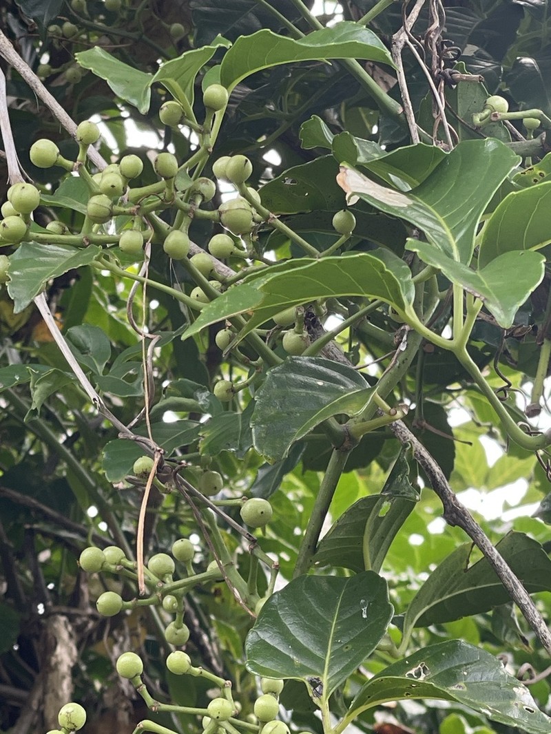 Tetrastigma lanyuense photo 8