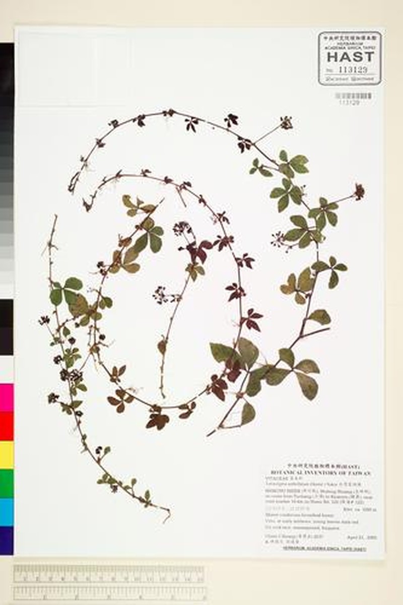 Tetrastigma obtectum var. obtectum