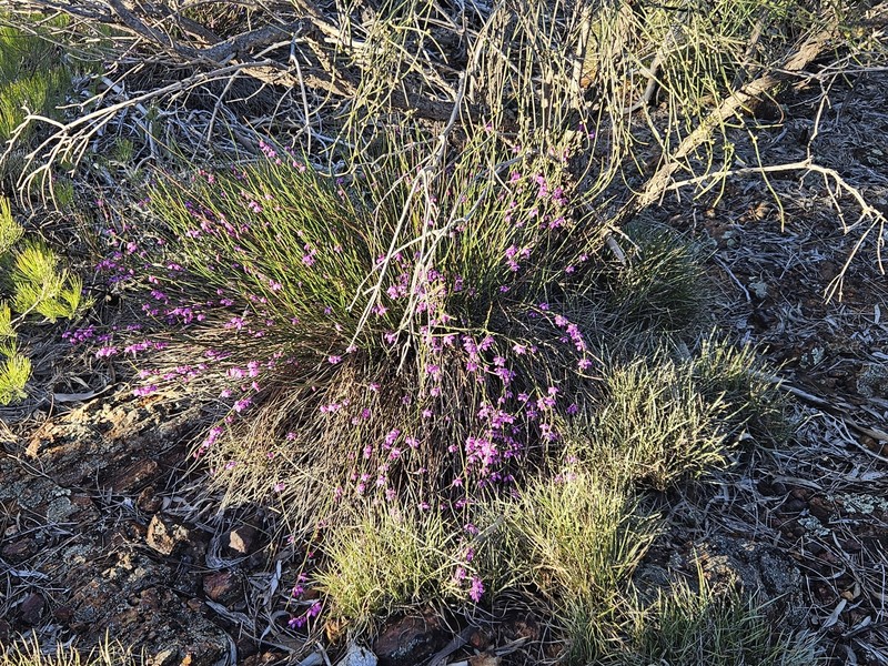 Tetratheca aphylla subsp. aphylla