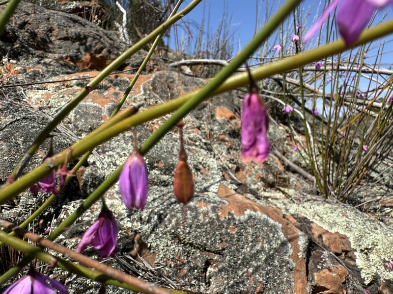 Tetratheca aphylla subsp. aphylla photo 2